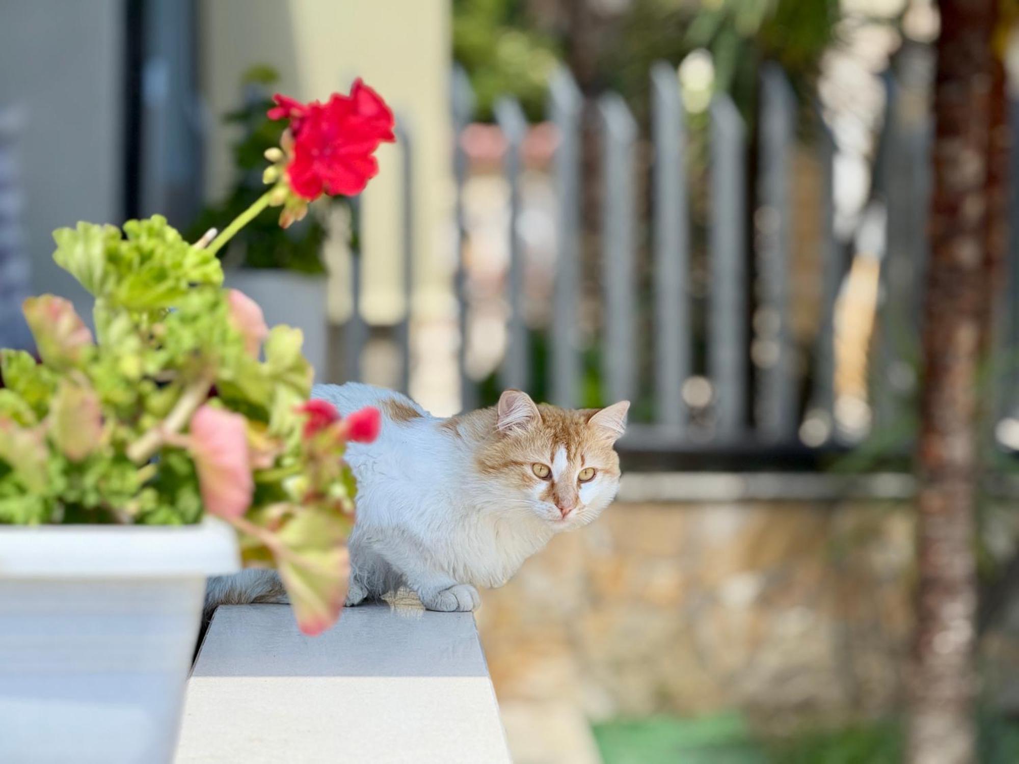Villa Ida Apartments Vlorë 外观 照片
