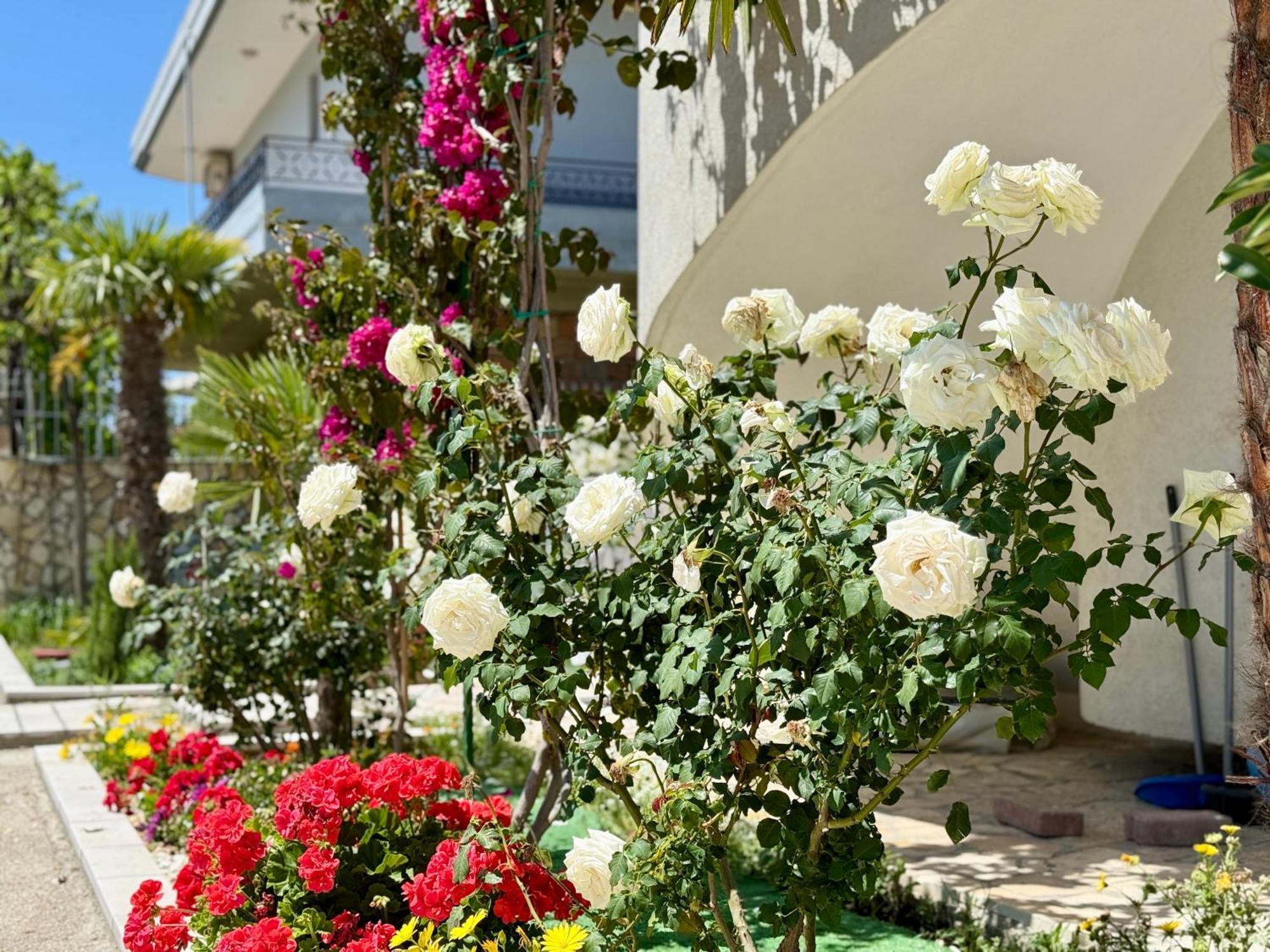Villa Ida Apartments Vlorë 外观 照片