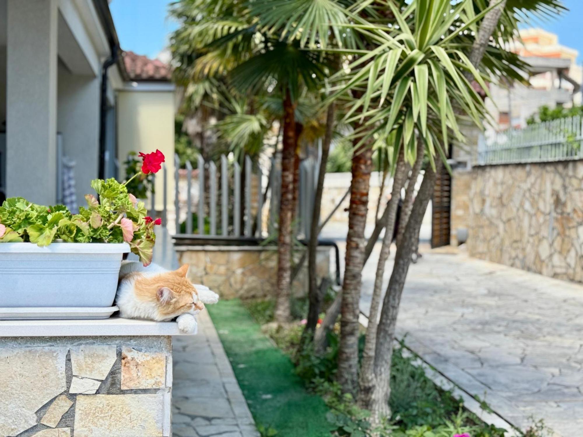 Villa Ida Apartments Vlorë 外观 照片